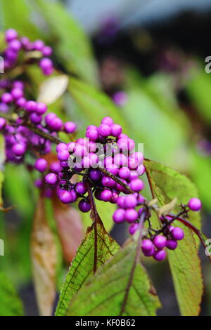 Callicarpa (Lamiaceae) Violet de baies. Banque D'Images