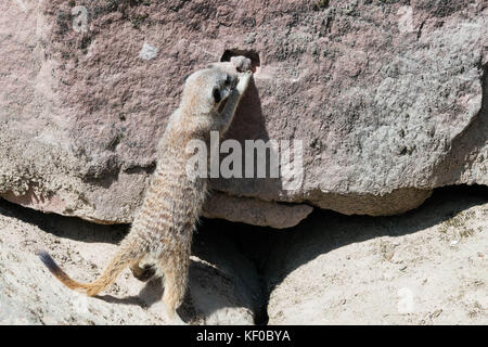 Un meerkat creuser pour l'alimentation dans un trou dans un rocher Banque D'Images