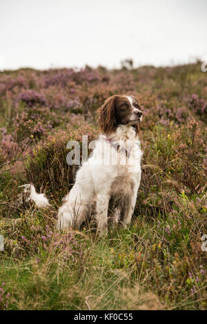 Un springer spaniel sitting alertly lors d'une promenade à travers la lande, uk Banque D'Images