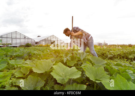 Farmer bei der Arbeit auf dem Feld in der Landwirtschaft - Gemüseanbau Banque D'Images