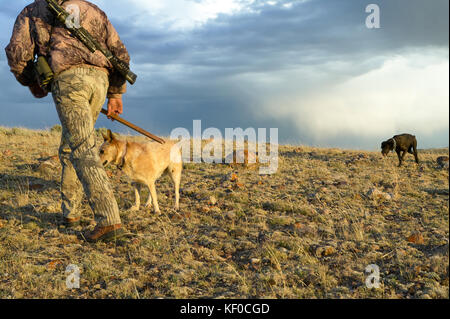 Un hélicoptère hunter au fusil et le suivi des chiens, de la randonnée dans un paysage de désert aride sous un ciel orageux matin tandis que dans le sud-ouest de coyote chasse wyo Banque D'Images