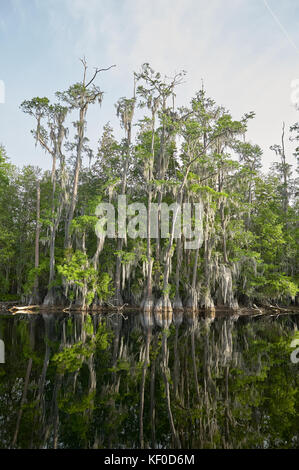 Arbres se reflétant dans les eaux calmes, okefenokee National Wildlife Refuge, Georgia, USA Banque D'Images