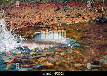 Homme de rorquals à bosse (oncorhunchus gorbusha) dans l'eau bas Banque D'Images