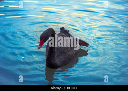 Australian Black Swan (Cygnus atratus) se nourrissant d'étang. Banque D'Images