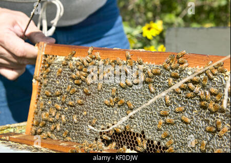 Un gros plan d'une abeille farmer holding d'un groupe d'abeilles recouvert d'occupé les abeilles ouvrières. Banque D'Images