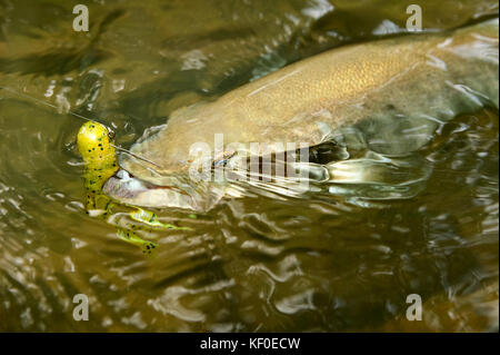 L'achigan à petite bouche étant accrochée à rembobiner dans une eau peu profonde avec un bouchon jaune aux côtés suspendu sur la ligne Vue de dessus nager sous l'eau Banque D'Images