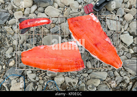 Filets de saumon fraîchement pêché sur un gril portatif reposant sur le sol rocheux en attente d'être cuits sur un voyage de pêche Banque D'Images