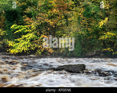 Couleurs d'automne à l'Upper Aysgarth Falls Aysgarth Yorkshire Dales England Banque D'Images