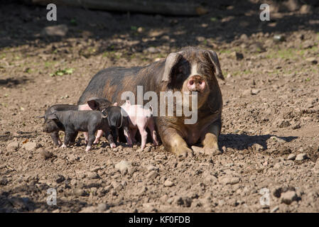 Avec les porcelets de Saddleback, Ellesmere, Shropshire. Banque D'Images