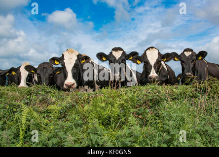 Holstein vaches laitières regardant au-dessus d'une haie, Porthgain, Pembrokeshire, Dyfed, pays de Galles, Royaume-Uni. Banque D'Images