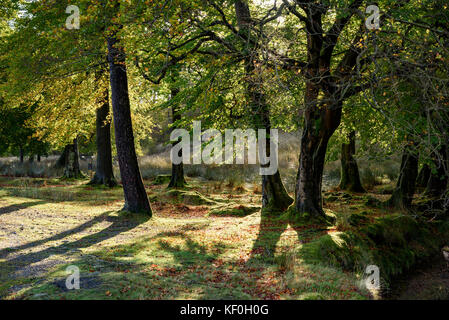 Arbres d'automne, Marshaw, Lancaster, Lancashire. Banque D'Images