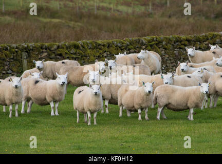 Pays du Sud Cheviot ewes, Eskdalemuir, Langholm, Dumfries et Galloway, frontières écossaises, Écosse. Banque D'Images