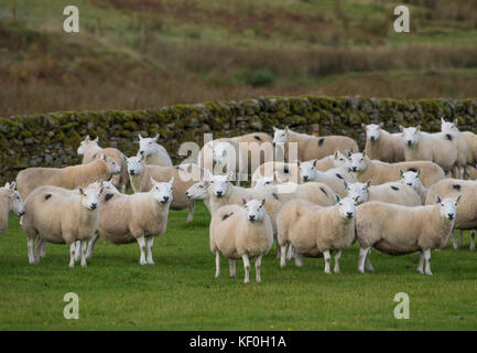 Pays du Sud Cheviot ewes, Eskdalemuir, Langholm, Dumfries et Galloway, frontières écossaises, Écosse. Banque D'Images