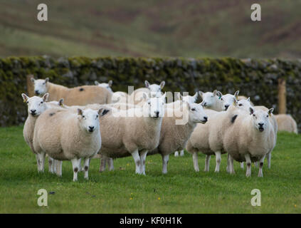 Pays du Sud Cheviot ewes, Eskdalemuir, Langholm, Dumfries et Galloway, frontières écossaises, Écosse. Banque D'Images