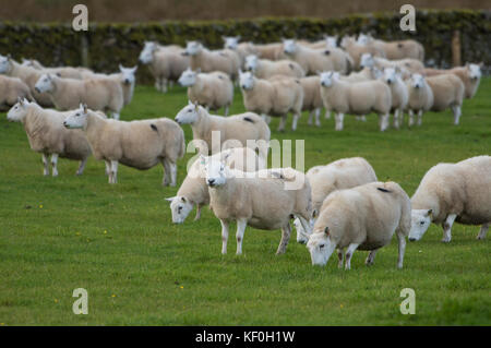 Pays du Sud Cheviot ewes, Eskdalemuir, Langholm, Dumfries et Galloway, frontières écossaises, Écosse. Banque D'Images