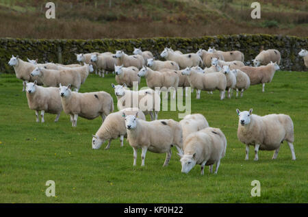 Pays du Sud Cheviot ewes, Eskdalemuir, Langholm, Dumfries et Galloway, frontières écossaises, Écosse. Banque D'Images