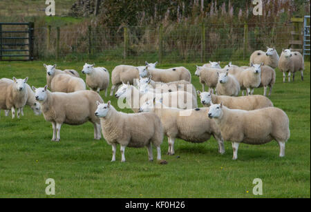 Pays du Sud Cheviot ewes, Eskdalemuir, Langholm, Dumfries et Galloway, frontières écossaises, Écosse. Banque D'Images