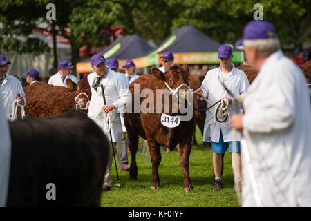 Des taureaux de prix exposés et en compétition au Royal Welsh Agricultural Show, le plus grand événement annuel dans la calandre agricole du Royaume-Uni, Builth Wells, Powys, Mid Wales . Juillet 2017 Banque D'Images