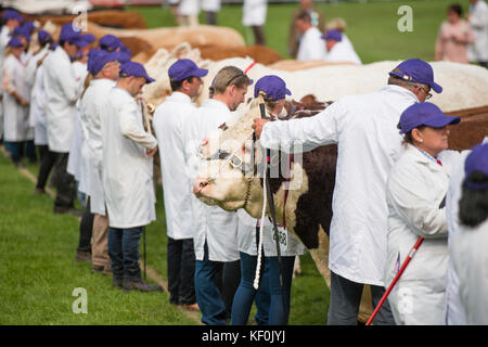 Des taureaux de prix exposés et en compétition au Royal Welsh Agricultural Show, le plus grand événement annuel dans la calandre agricole du Royaume-Uni, Builth Wells, Powys, Mid Wales . Juillet 2017 Banque D'Images