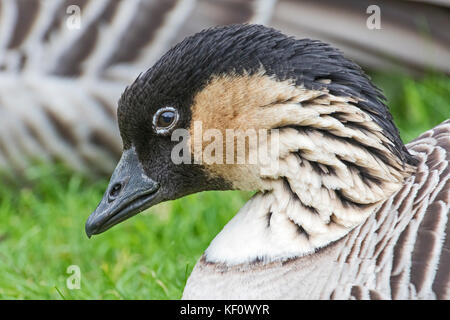 Un hawaiian goose ou nene se détendre sur l'herbe Banque D'Images