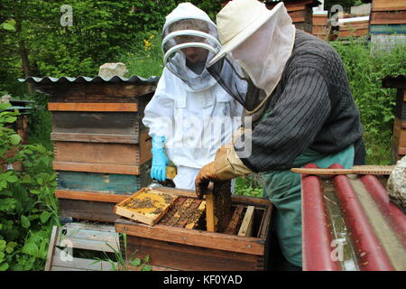 L'apiculteur Banque D'Images