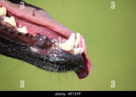 Ses dents dans la mâchoire d'un gros chien de berger belge malinois avec des crocs et aussi la langue Banque D'Images