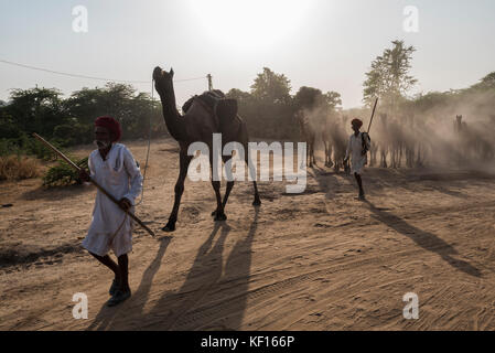 Pushkar, Inde. 24 octobre, 2017. pushkar camel camel. juste mettre les éleveurs de chameaux pour juste de leurs villages. il faut souvent des jours ou semaines pour certaines personnes d'atteindre le parc des expositions de leurs lointains villages. Et ces gens campe à la foire en elle-même jusqu'à la foire est terminée. qui fera passer l'une pour environ 10 jours. crédit : ravikanth kurma/Alamy live news Banque D'Images