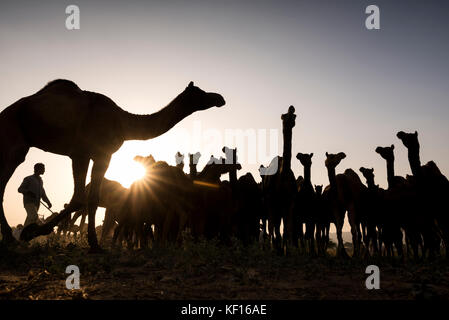 Pushkar, Inde. 24 octobre, 2017. pushkar camel juste. un éleveur d'assembler ses chameaux à un endroit dans le parc d'exposition. crédit : ravikanth kurma/Alamy live news Banque D'Images