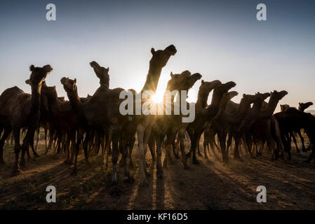 Pushkar, Inde. 24 octobre, 2017. pushkar camel juste. chameaux à la foire pendant le coucher du soleil. crédit : ravikanth kurma/Alamy live news Banque D'Images