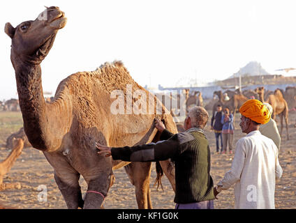 Pushkar, Inde. 25 octobre, 2017. Les chameaux sont dans la foire de Pushkar pour la vente.La foire de Pushkar est le rapport annuel de cinq jours juste chameau, tenu dans la ville de Pushkar,ajmer,district de l'État de Rajasthan, Inde. C'est l'une des plus grandes foires chameau et en dehors de l'achat et la vente d'élevage qu'elle est devenue une importante attraction touristique. Banque D'Images