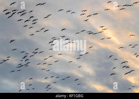 Burscough, Lancashire. Météo britannique. 25 octobre, 2017. Des dizaines de milliers d'oies retour à pied Rose Martin simple wetland centre au coucher du soleil. Au moins 15000 Oies à bec court ont terminé une partie de leur trajet de migration et se perchaient sur la réserve ce mois-ci. Sefton, Lancashire et le nord-ouest peuvent s'attendre à entendre les appels de plus de 100 000 oies à bec court au cours des prochaines semaines, à mesure que la migration commence et les oies utiliser les zones humides du nord-ouest pour se nourrir après leur voyage, avant de continuer plus au sud pour l'hiver. Crédit. /MediaWorldImages AlamyLiveNews. Banque D'Images