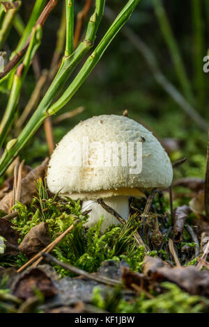 Photo verticale de champignons blanc unique qui pousse dans le sol et la mousse dans la forêt. Il est mortelle toadstool vert avec en ce moment white Banque D'Images