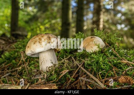 Photo horizontale de deux jeunes champignons. le genre est cep avec capuchon brun clair et blanc tige. Les champignons poussent à partir de la mousse verte avec quelques cônes, dry etui aiguill Banque D'Images