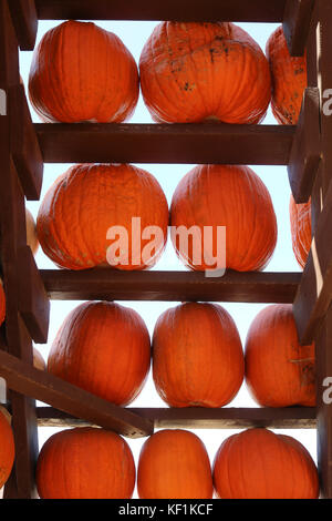 Mur de citrouilles sur fond blanc Banque D'Images