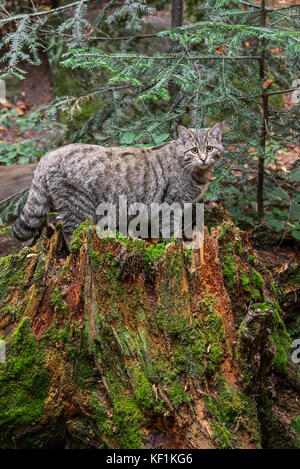 Chat Sauvage Européen / chat sauvage (Felis silvestris silvestris) sur souche d'arbre dans la forêt d'épinettes Banque D'Images