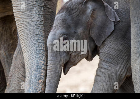 Près de trois semaines de veau en troupeau d'éléphants d'Asie / l'éléphant d'Asie (Elephas maximus).