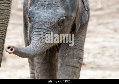 Close up of cute trois semaine / l'éléphant d'Asie éléphant d'Asie (Elephas maximus) calf Banque D'Images