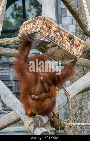 Sumatran orangutan / orang-utan (Pongo abelii) femelle avec des noix de bébé provenant d'un appareil d'alimentation dans le zoo / jardin zoologique Banque D'Images