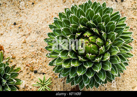 La reine victoria century plant agave/royal dans la serre Banque D'Images