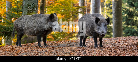 Deux jeunes sangliers (Sus scrofa) dans la forêt d'automne au cours de la saison de chasse Banque D'Images