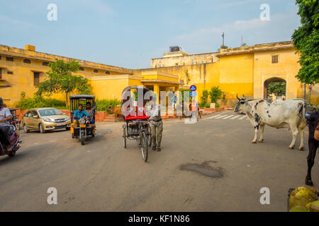 Jaipur, Inde - le 19 septembre 2017 : Promenades de vache, au milieu d'indifférents le trafic de voitures et motos de la ville Banque D'Images