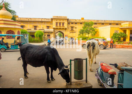 Jaipur, Inde - le 19 septembre 2017 : Promenades de vache, au milieu d'indifférents le trafic de voitures et motos de la ville Banque D'Images