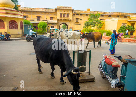 Jaipur, Inde - le 19 septembre 2017 : Promenades de vache, au milieu d'indifférents le trafic de voitures et motos de la ville Banque D'Images