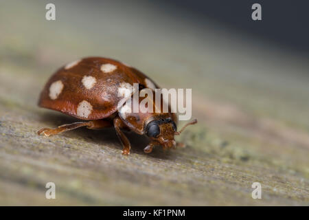 Spot Ladybird crème (Calvia) quattuordecimguttata sur fencepost. Tipperary, Irlande Banque D'Images