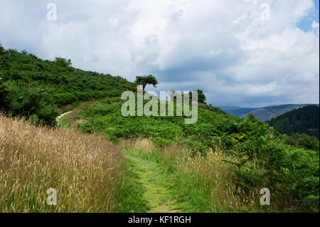 Beau paysage en coopération, Wicklow, Irlande Banque D'Images