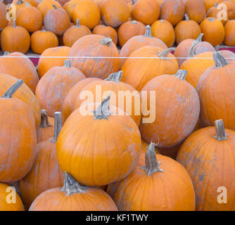 Pumpkins en vente Banque D'Images