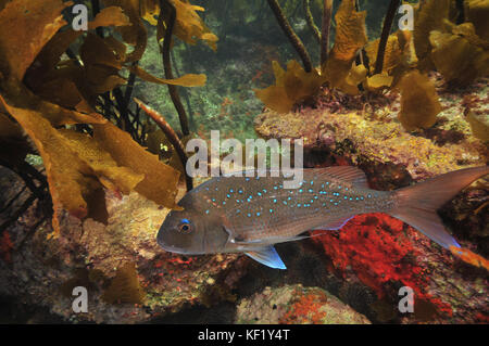 Poisson vivaneau au milieu des rochers couverts d'algues brunes. Banque D'Images