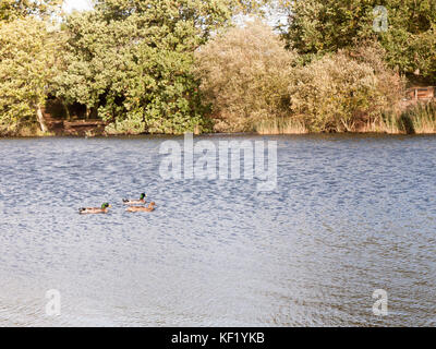 Trois canards colverts une femme deux hommes sur la surface du lac en été ; Essex ; Angleterre ; uk Banque D'Images