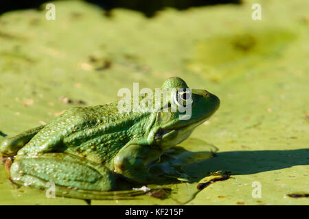 Le Delta du Danube en Roumanie : : pool frog (Rana lessonae) Banque D'Images