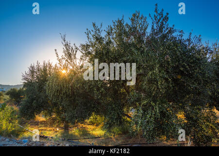 Arbre généalogique olive avec de très bonne productivité des olives vertes, Crète, Grèce. Banque D'Images